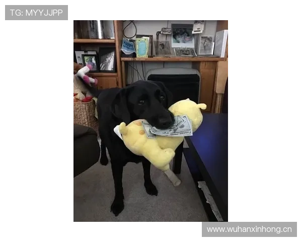 富里睡醒发现自家马场又多了一匹新马，账单还没看人先懵了